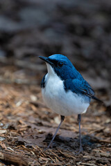 Male Siberian blue robin perching on the ground
