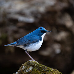 Male Siberian blue robin perching on the moss-covered rock
