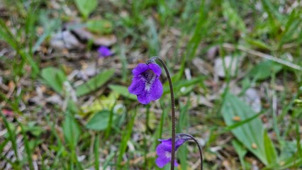 Sweden. Pinguicula vulgaris, the common butterwort, is a perennial carnivorous plant in the...