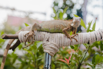Fototapeta premium View from the side of the body of an albino iguana resting