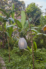 Obraz premium garden of the plants