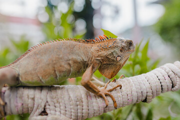 View from the side of the body of an albino iguana resting