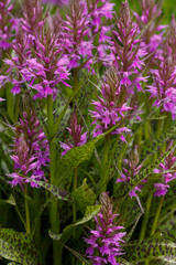 Dactylorhiza ( Dactylorhiza urvilleana ) is a genus of herbaceous plants of the orchid family ( Orchidaceae )