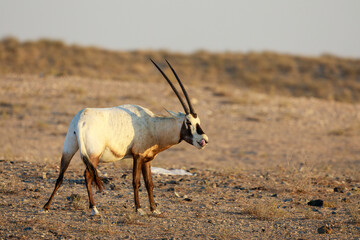 An arabian oryx in the Dubai desert