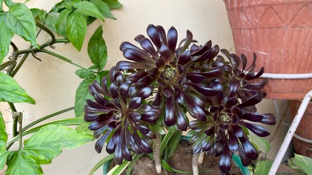 Close-Up Video of Exotic Aeonium Zwartkop Black Rose Succulent in Urban Pot Garden