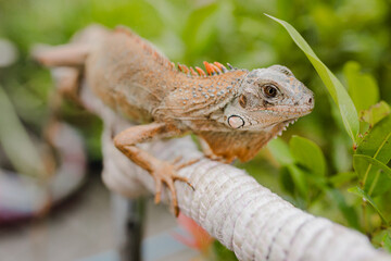 front of view of albino iguana on tree stick