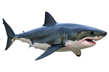 Fototapeta premium Realistic great white shark model showcasing marine life isolated on a transparent background