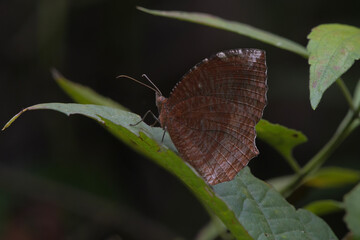 Elymnias hypermnestra, the common palmfly, a species of satyrine butterfly at Dosdewa in Karimganj, Assam, India