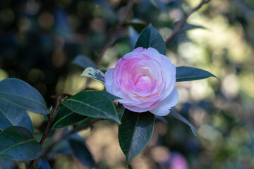 White and pink camellia japonica bicolor rose form flower with green leaves.