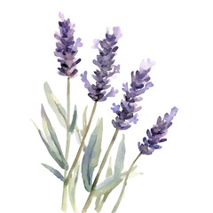 My A Watercolor illustration, lavender branch flowers painting isolated on a white background, illustration, AI painting design, vector set, eps format design, © Zizak