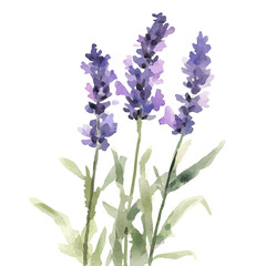 My Watercolor illustration, illustration lavender branch painting isolated on a white background, illustration, AI painting design, vector illustration set, eps format © Zizak