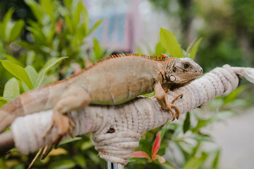 front of view of albino iguana on tree stick