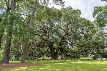 wormsloe historic site, savannah, georgia