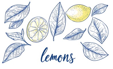 Hand-drawn lemons and leaves on white background