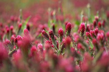 A beautiful blooming red field in the Czech Republic. Concept for nature and agriculture. Beautiful red flowers. Spring nature background. Clover incarnate - Trifolium incarnatum