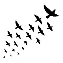 Flying birds silhouettes, vector illustration