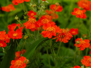 Fototapeta premium Geum coccineum in summertime. Red flowers of Geum coccineum in green background