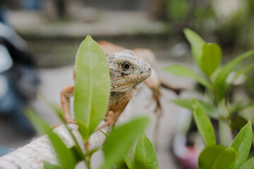 front of view of albino iguana on tree stick