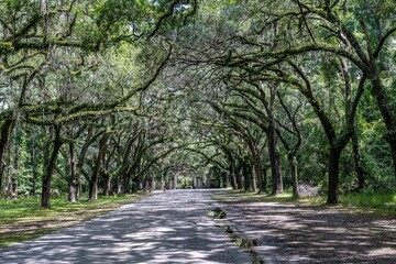 wormsloe historic site, savannah, georgia