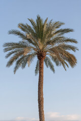 tropical palm tree viewed from below against clear sky soft lighting enhances serene atmosphere