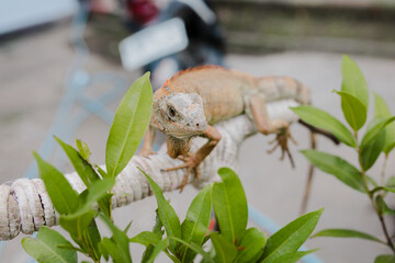 front of view of albino iguana on tree stick