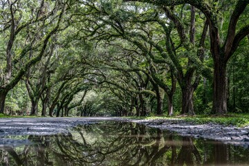 wormsloe historic site, savannah, georgia