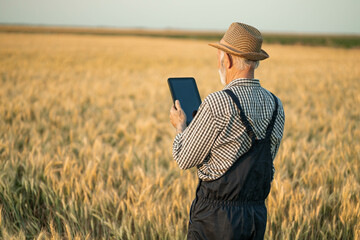 The elderly farmer reviews data on his tablet while examining wheat, symbolizing a bridge between traditional and modern farming.