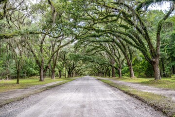 wormsloe historic site, savannah, georgia