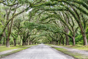 Fototapeta premium wormsloe historic site, savannah, georgia