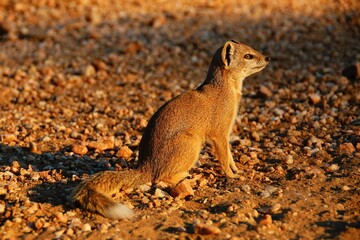 Yellow mongoose (Cynictis penicillata) in golden light at sunset.