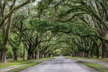 wormsloe historic site, savannah, georgia
