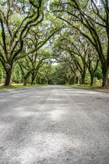 wormsloe historic site, savannah, georgia
