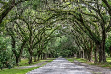 wormsloe historic site, savannah, georgia