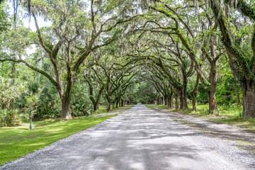 wormsloe historic site, savannah, georgia