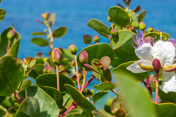 greece peloponnese peninsula methoni castle various photos