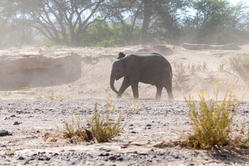 The big elephant is walking around the nature in Namibia.