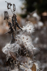 milkweed, butterfly flower, silkweed, silky swallow-wort. Seeds emerging from a follicle. Pappus of Asclepias syriaca