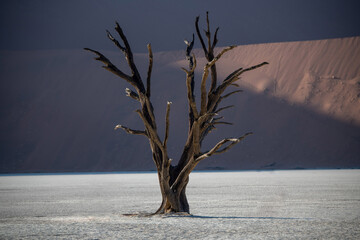 One dry tree in the middle of a desert in Namibia.