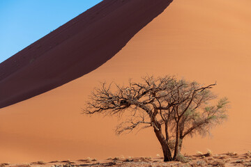 Powerful duna on the blue sky background with a tree near in the desert, Namibia.