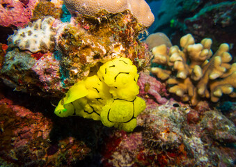 Aegires minor (Banana nudibranch) laying eggs at the Great Barrier Reef 