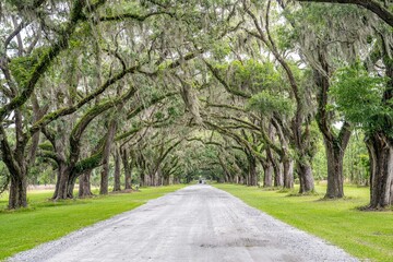 wormsloe historic site, savannah, georgia