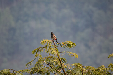 Red-vented bulbul bird perched atop a lush green tree with a cloudy sky backdrop.