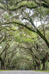 wormsloe historic site, savannah, georgia