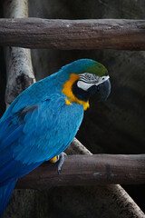 blue and yellow macaw