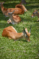 deer in the grass