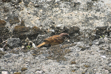 Eurasian tree sparrow perched on mossy rocks, natural habitat background.