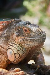 iguana in the zoo