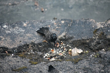 A bulbul bird, forages for food scraps on a rough, dark, moss-covered surface.