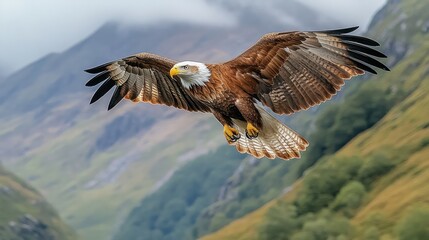 Fototapeta premium Majestic Eagle Soaring Over Mountains