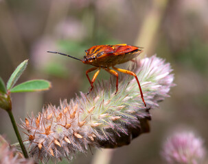 shield bugs or stink bugs Carpocoris pudicus sitting on a rabbit foot clover flower
